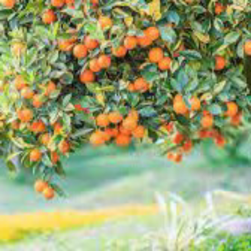 ایده ی درختان مثمر